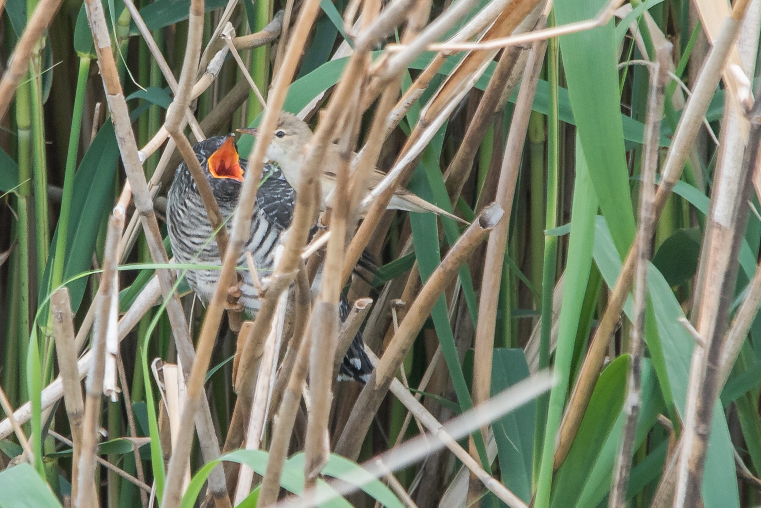 Jonge vogel met open snavel in riet, naast een volwassen vogel.