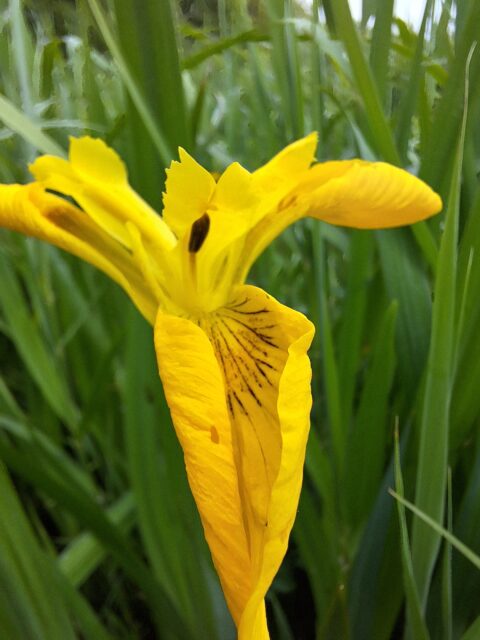 Gele iris met donkere accenten, omringd door groene bladeren.