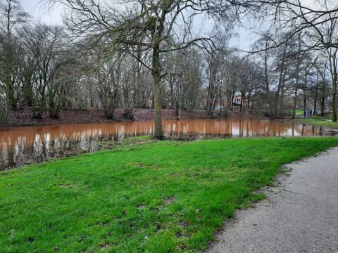 Vijver met bruinig water in een park, omgeven door kale bomen en een groen grasveld.