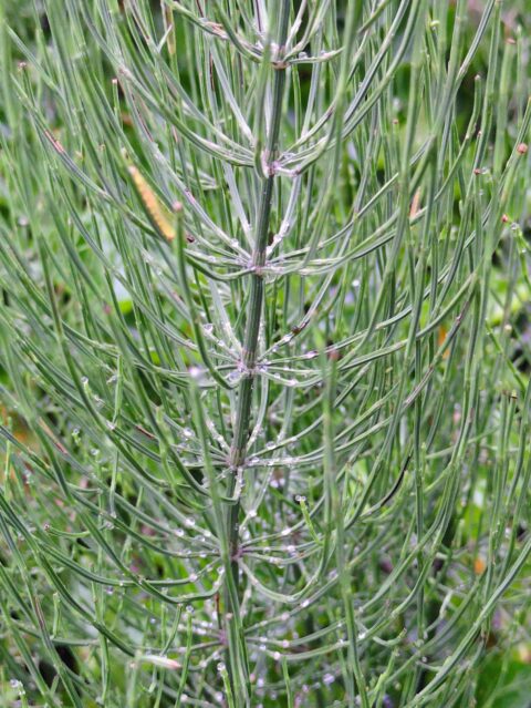 Groene stengels met regendruppels in close-up, achtergrond onscherp.
