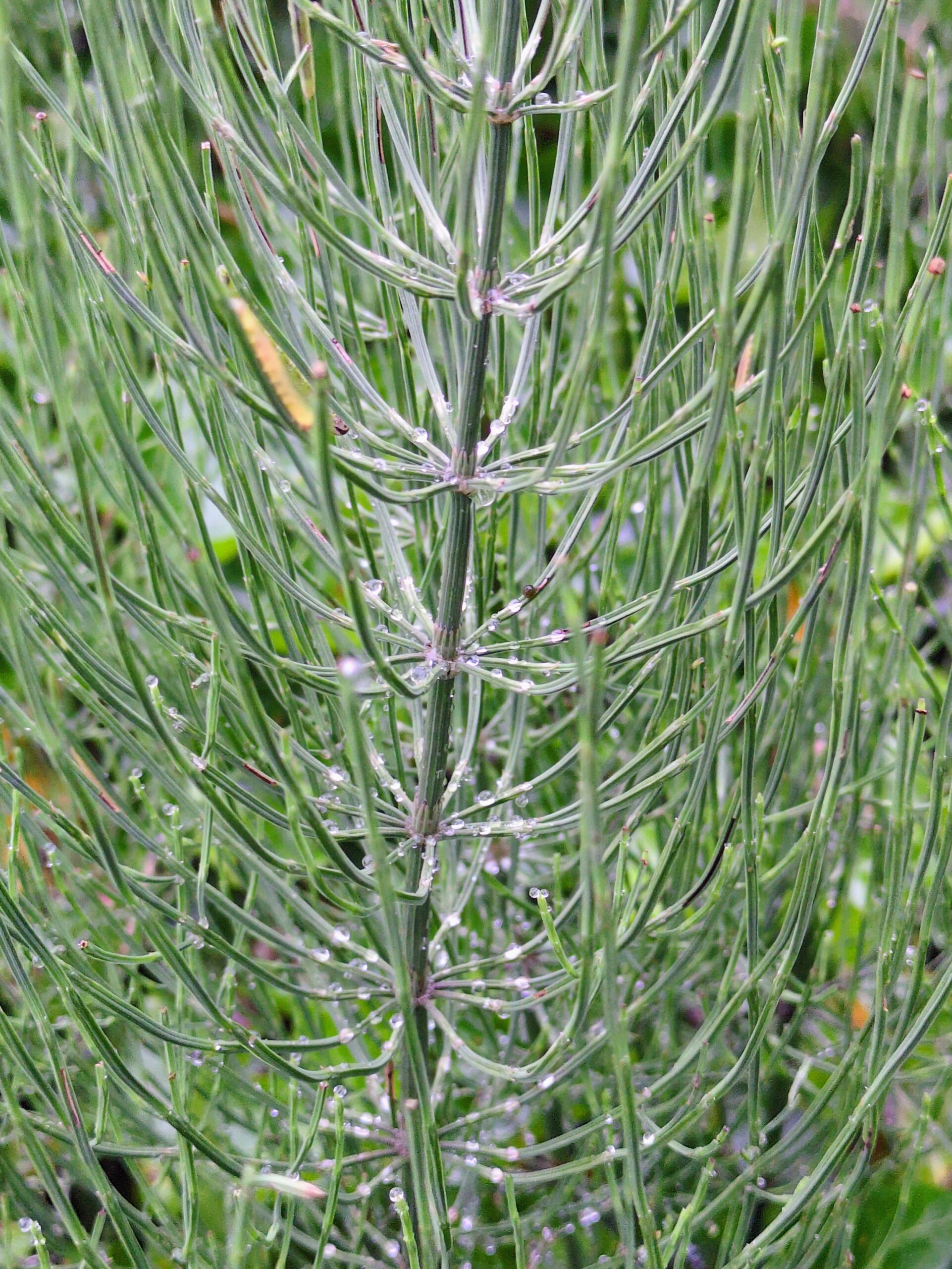 Groene stengels met regendruppels in close-up, achtergrond onscherp.