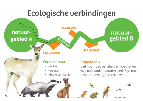 Diagram van ecologische verbindingen: natuurgebieden met dieren, corridors en stapstenen.
