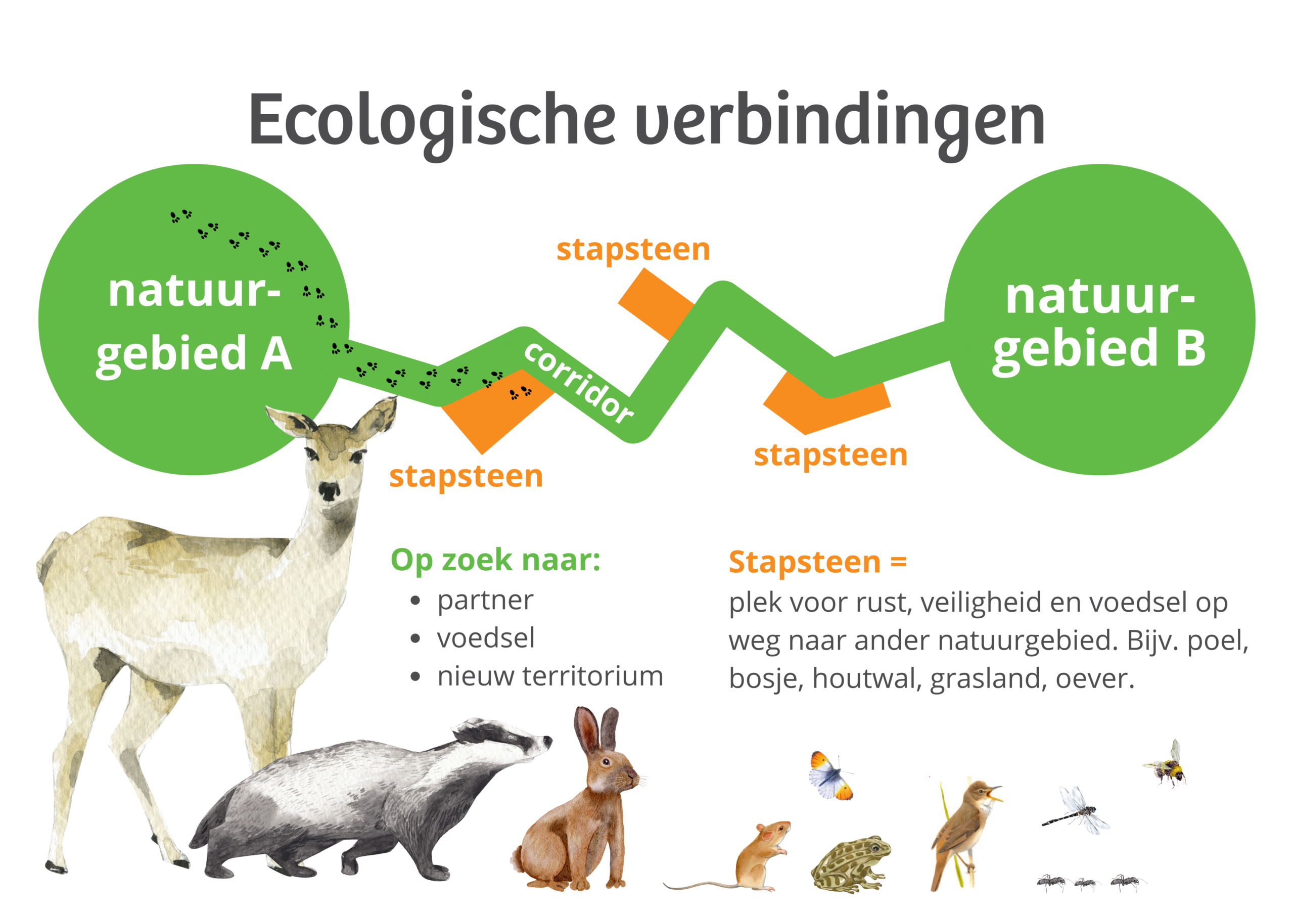 Diagram van ecologische verbindingen: natuurgebieden met dieren, corridors en stapstenen.