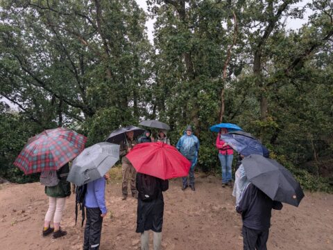Groep mensen met paraplu's in een bos op een regenachtige dag.