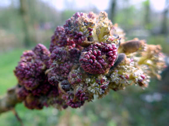 De bloemen van de Es