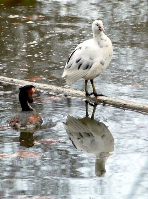 Stadsvogels Griftpark