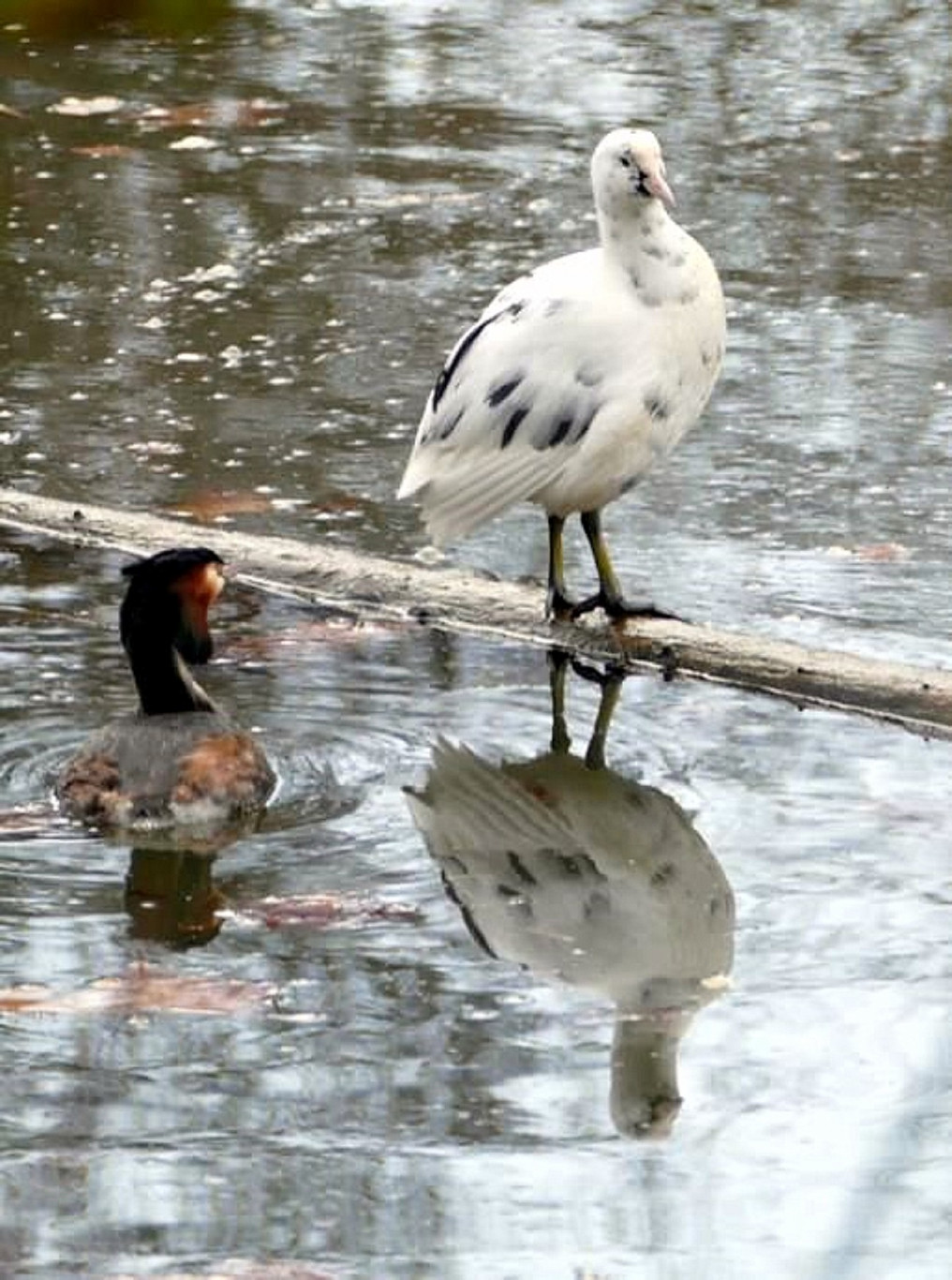 Stadsvogels Griftpark