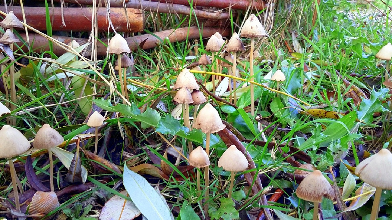 Natuurcursus najaar 2020