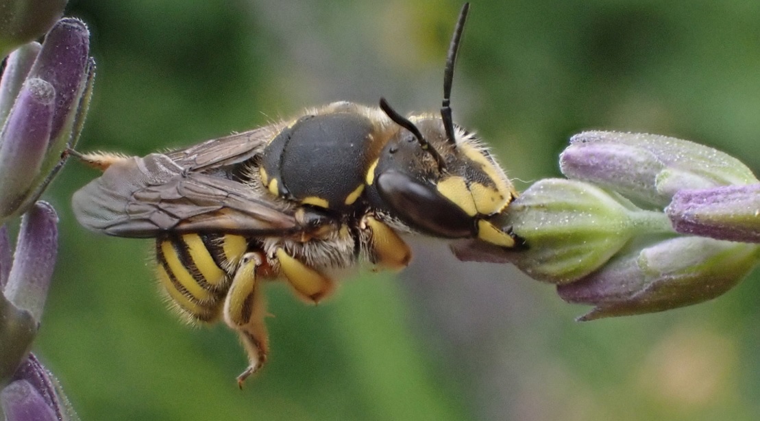Bij op lavendelbloem, close-up, groene achtergrond.