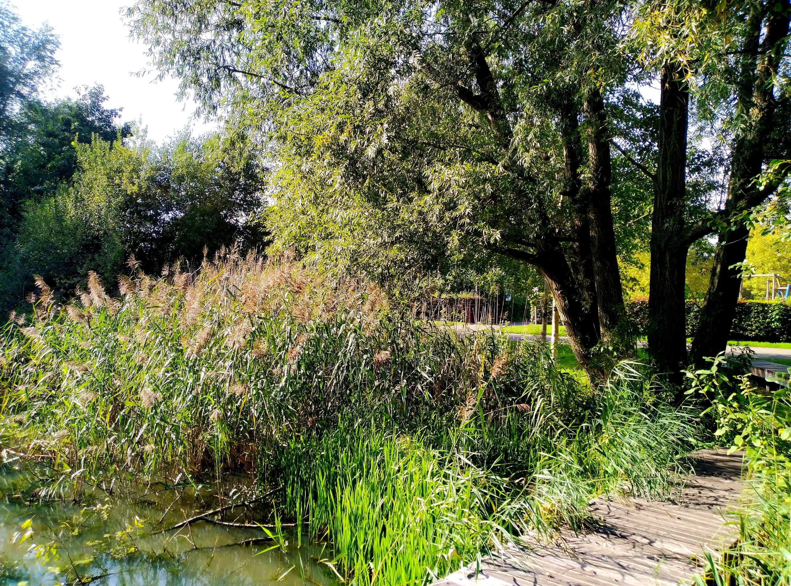 Weelderig groen riet en bomen langs een houten voetpad bij een rustige vijver.