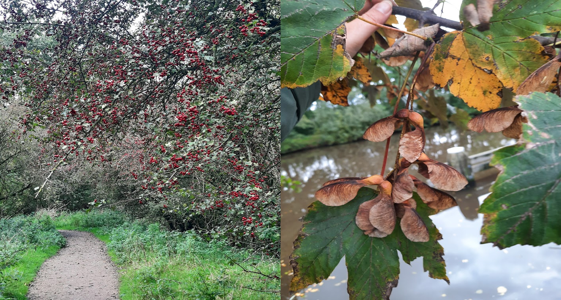 Links een pad met rode besjes boven, rechts een hand met herfstbladeren en zaadjes bij water.