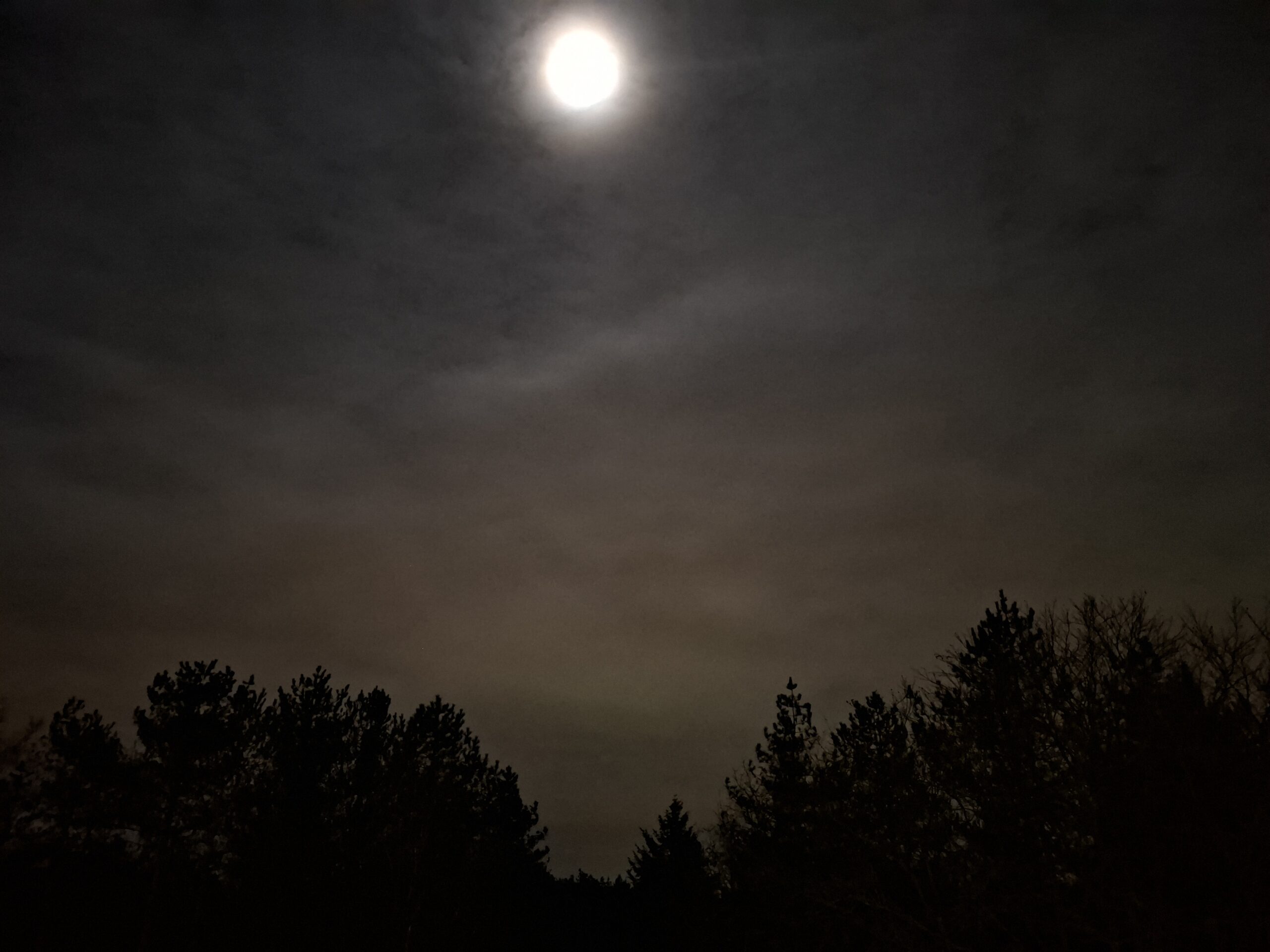 Volle maan boven donkere silhouetten van bomen en bewolkte nachtelijke hemel.