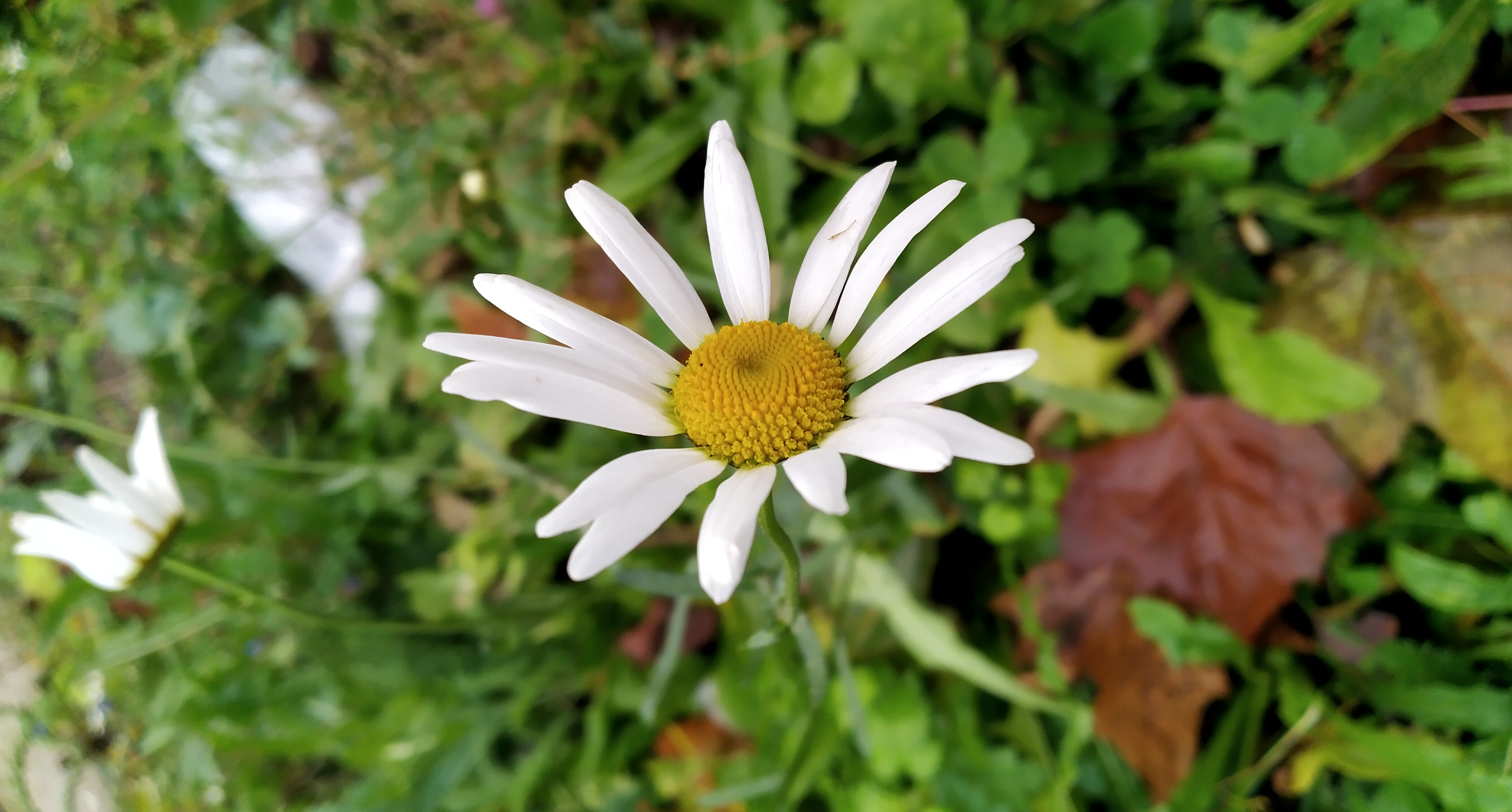 Madeliefje met witte bloemblaadjes en gele kern te midden van groene bladeren.