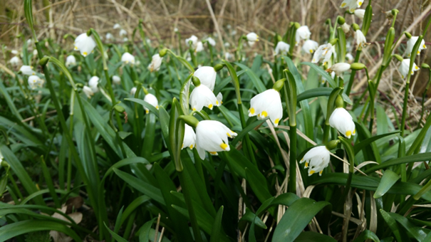 Witte lenteklokjes in gras veld, te midden van bruine takken.