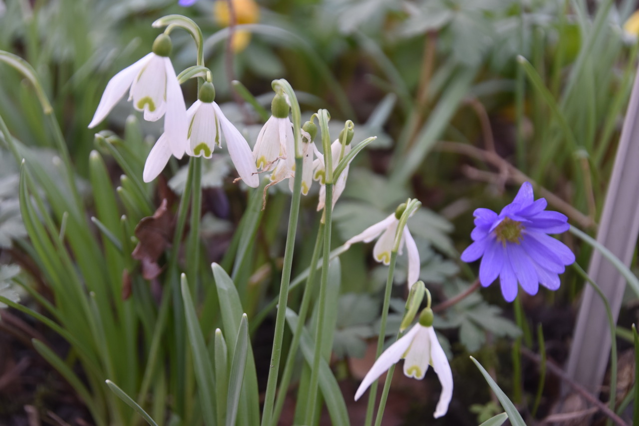 Witte sneeuwklokjes en een paarse bloem bloeien samen in een groene tuin.