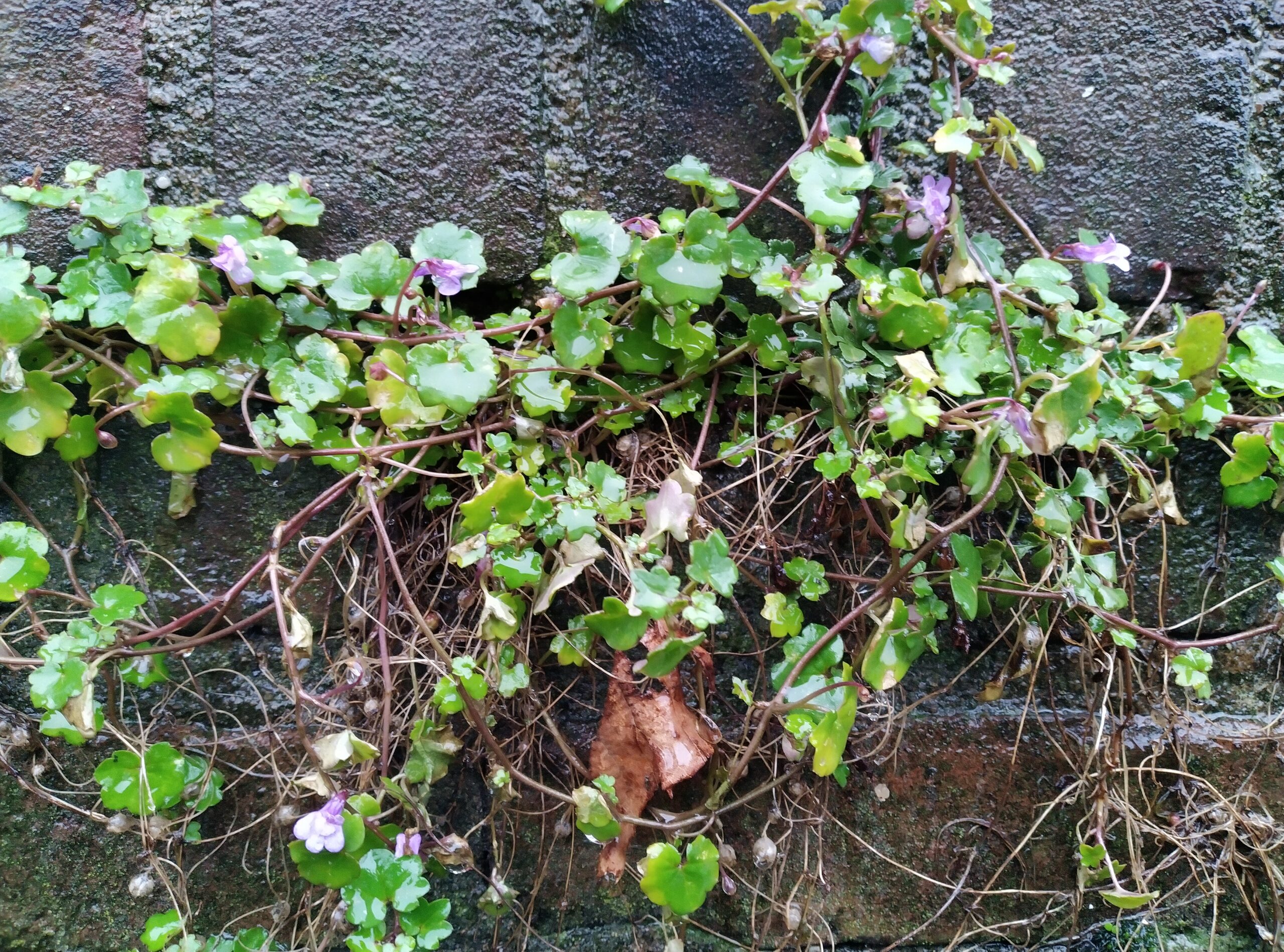 Groene klimplant met paarse bloemen groeit op een vochtige bakstenen muur.