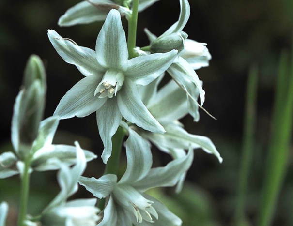 Witte bloemen in bloei met groene stelen, zachte focus voordiepe achtergrond.