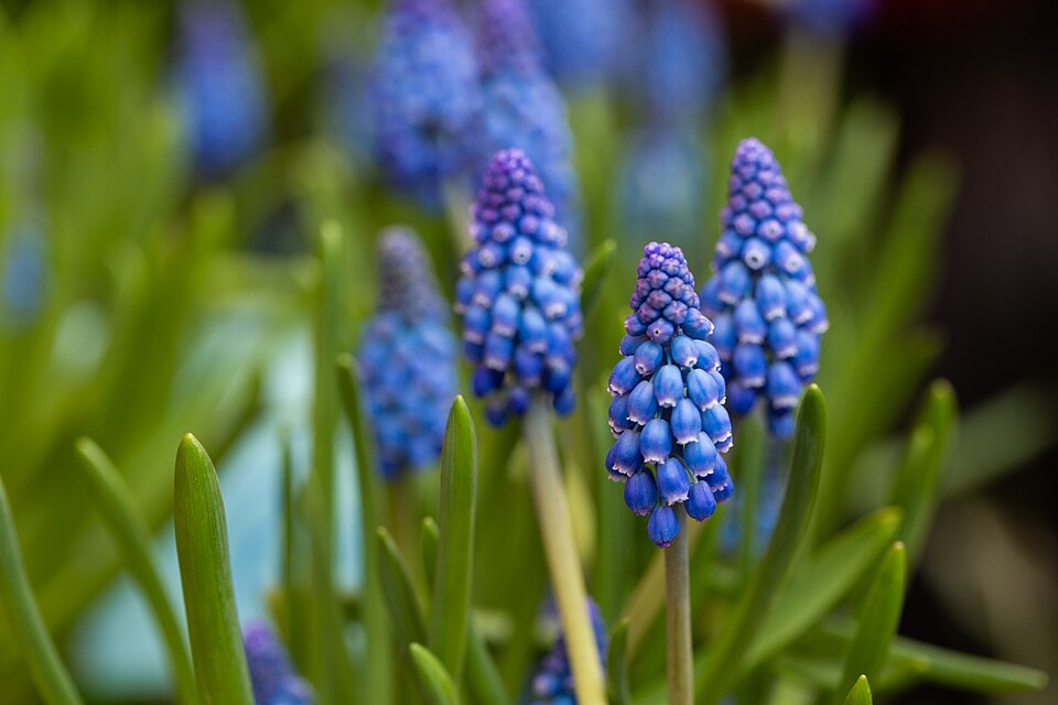 Blauwe druifhyacinten met groene bladeren, scherp op de voorgrond, onscherpe achtergrond.