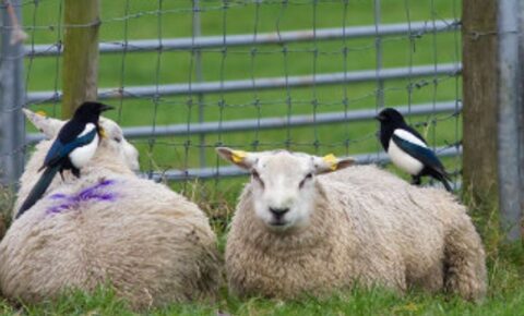 Twee schapen met eksters op hun rug, zittend voor een hek in een groene weide.