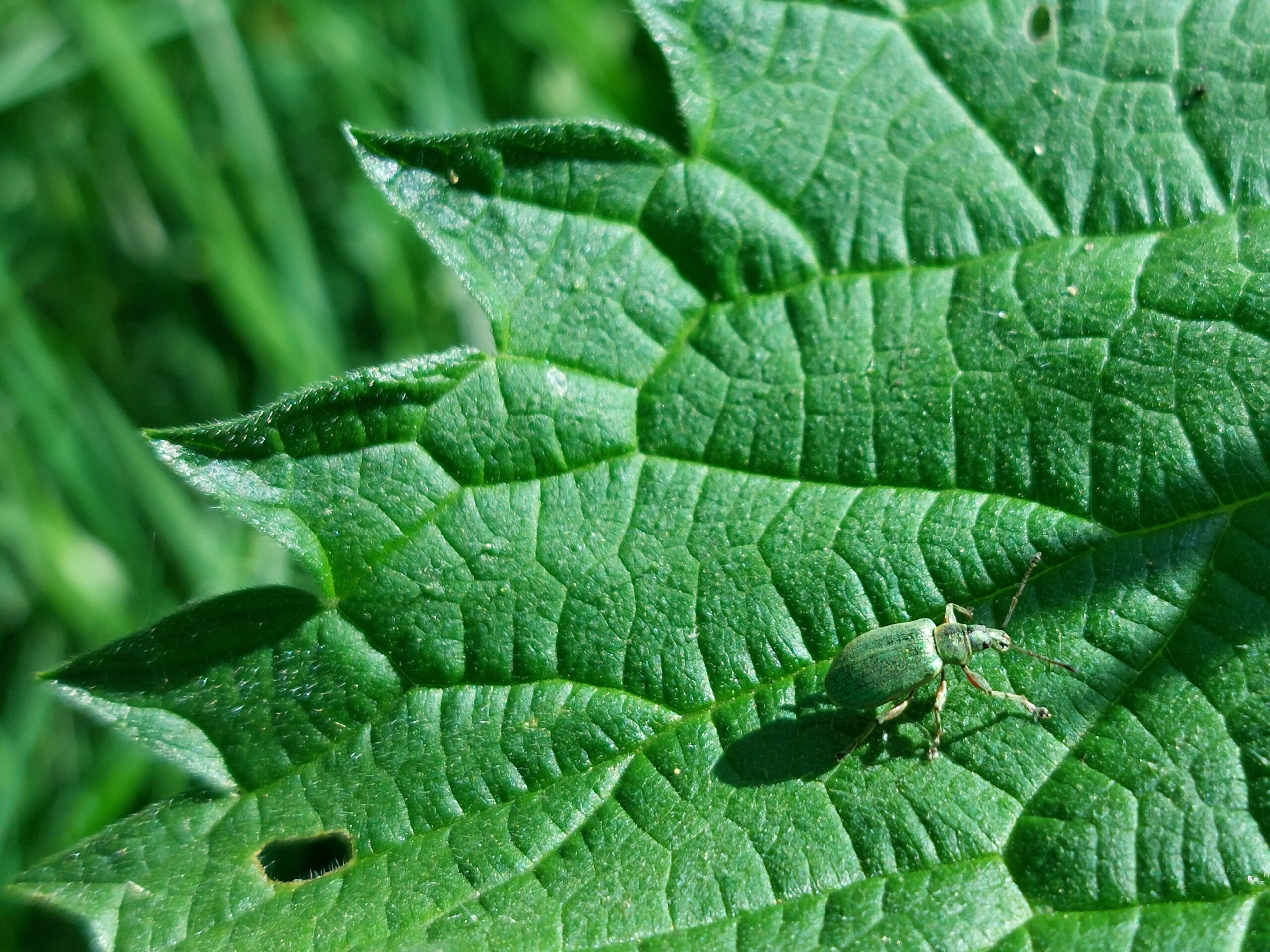 Groen insect op een groot, getand blad tegen onscherpe groene achtergrond.