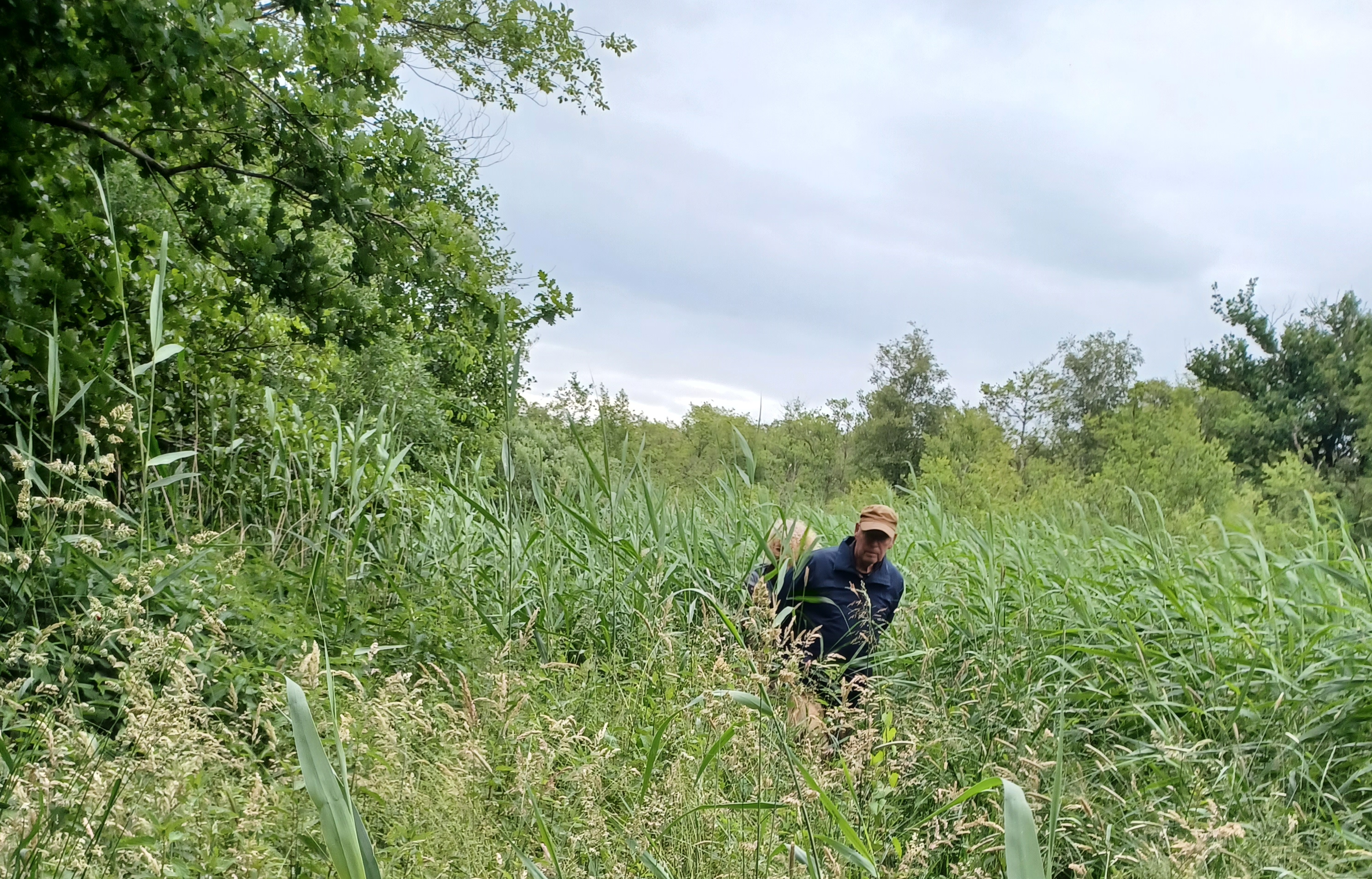 Man in een hoed loopt door dichtbegroeid, groen landschap met hoge grassen en bomen.