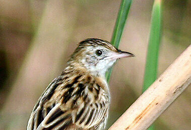 Een kleine gestreepte zangvogel zit op een tak met wazige achtergrond.