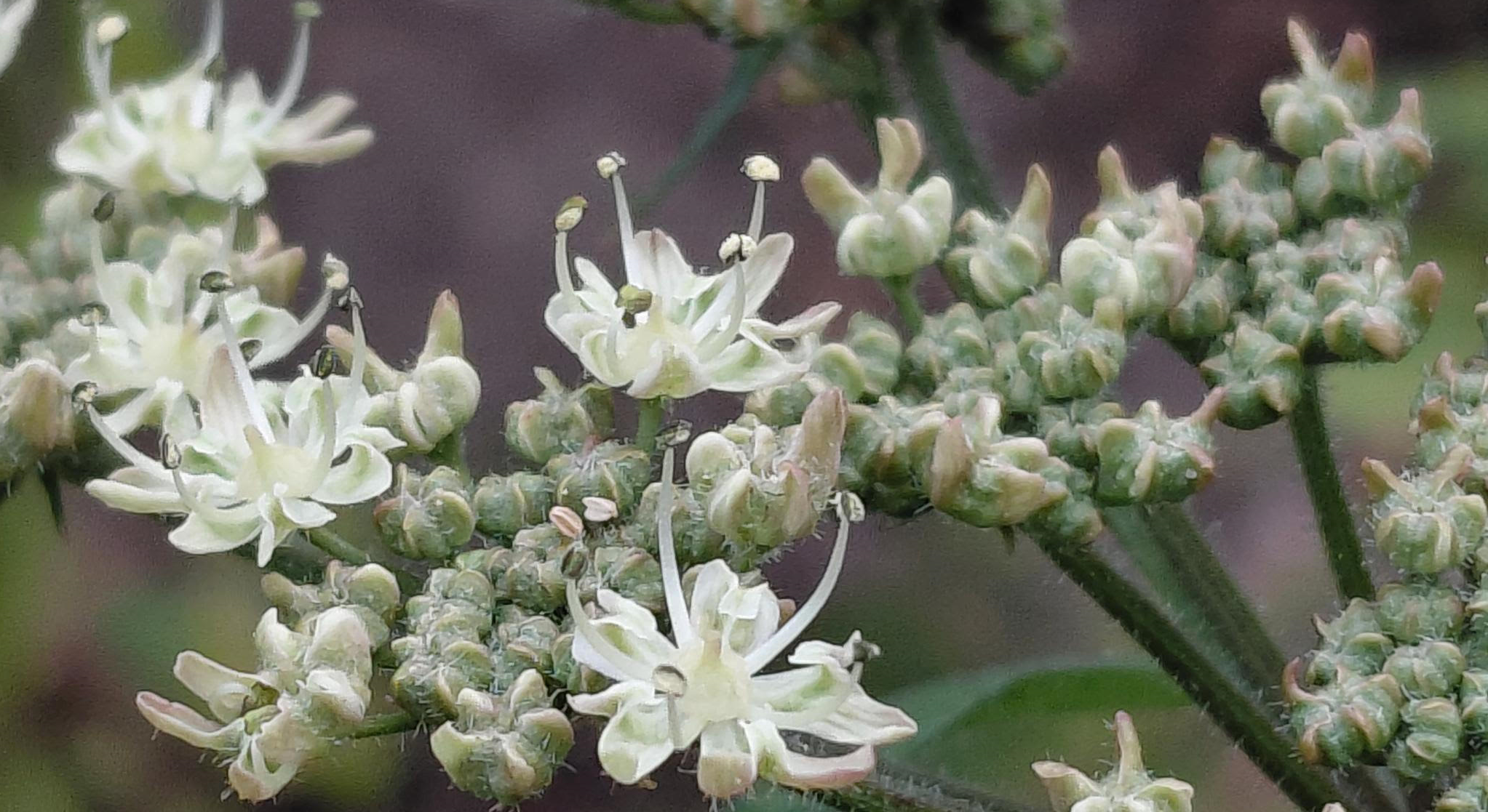 Groene plant met kleine, witte bloemen met veel kanten en knopjes op donkere achtergrond.