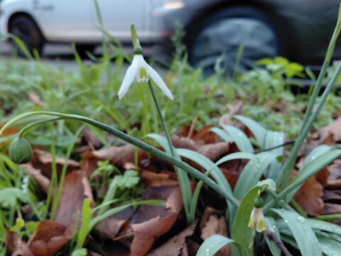 Sneeuwklokje tussen bladeren en gras, met een wazige auto op de achtergrond.