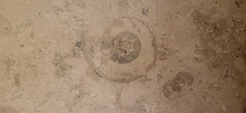 Fossielen van ammonieten in beige gesteente gegraveerd, getoond in een spiraalvormig patroon.