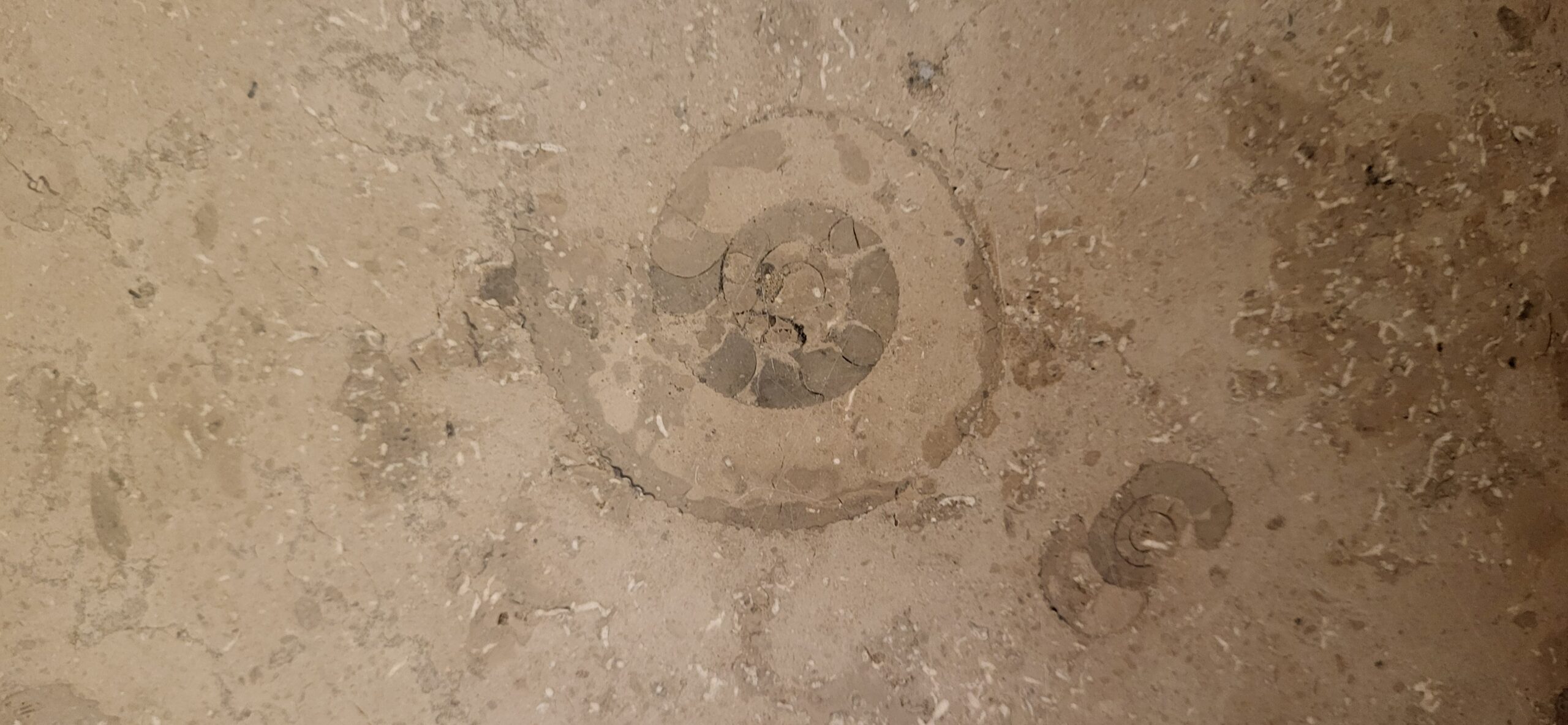 Fossielen van ammonieten in beige gesteente gegraveerd, getoond in een spiraalvormig patroon.