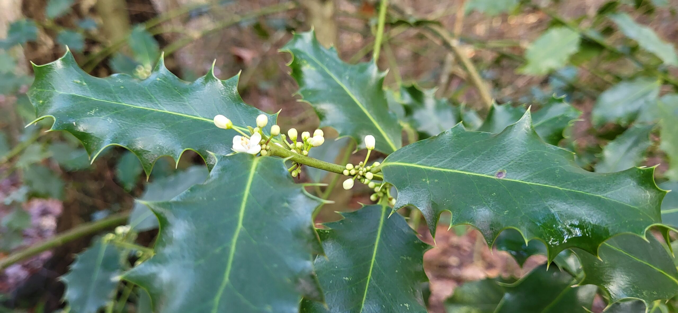 Stekelige groene hulstbladeren met bloeiende witte knopjes op een stengel.