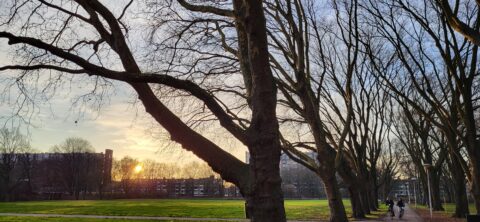 Boomrij langs een pad bij zonsondergang, met twee fietsers. Appartementen op de achtergrond.