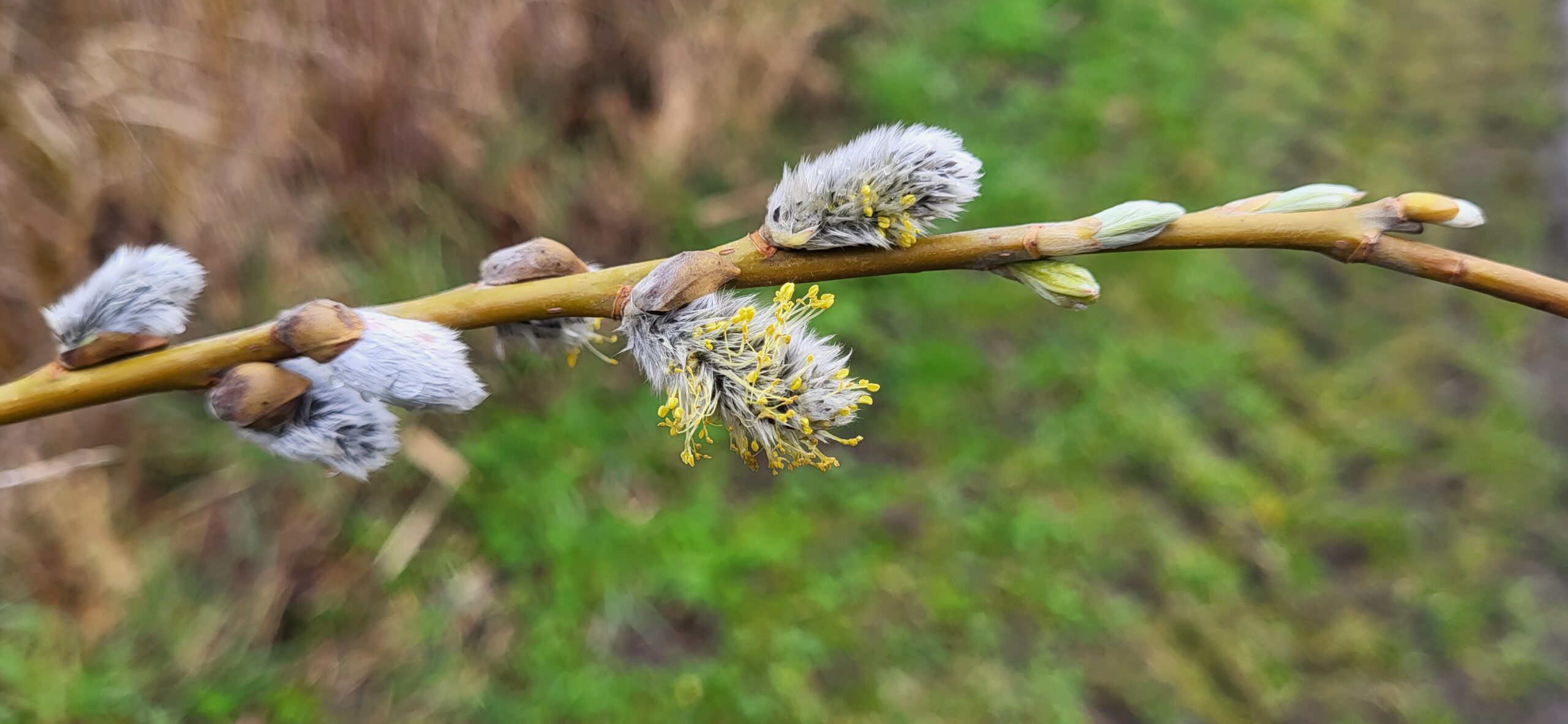 Wilgentak met donzige katjes en gele stuifmeeldraden, tegen een wazige, groene achtergrond.