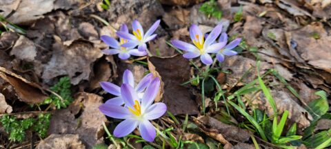 Paarse krokussen in bloei tussen bruine bladeren en groen gras op de grond.