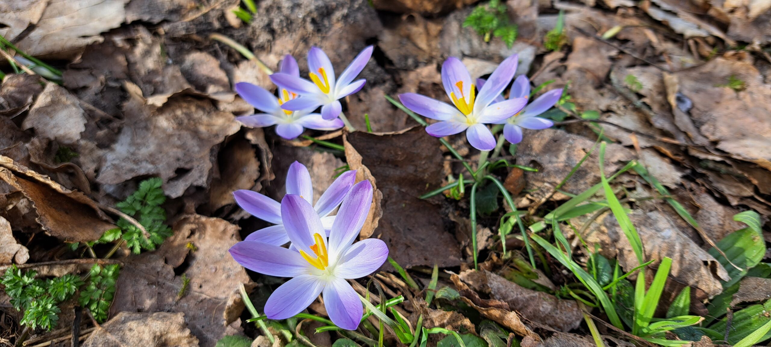 Paarse krokussen in bloei tussen bruine bladeren en groen gras op de grond.
