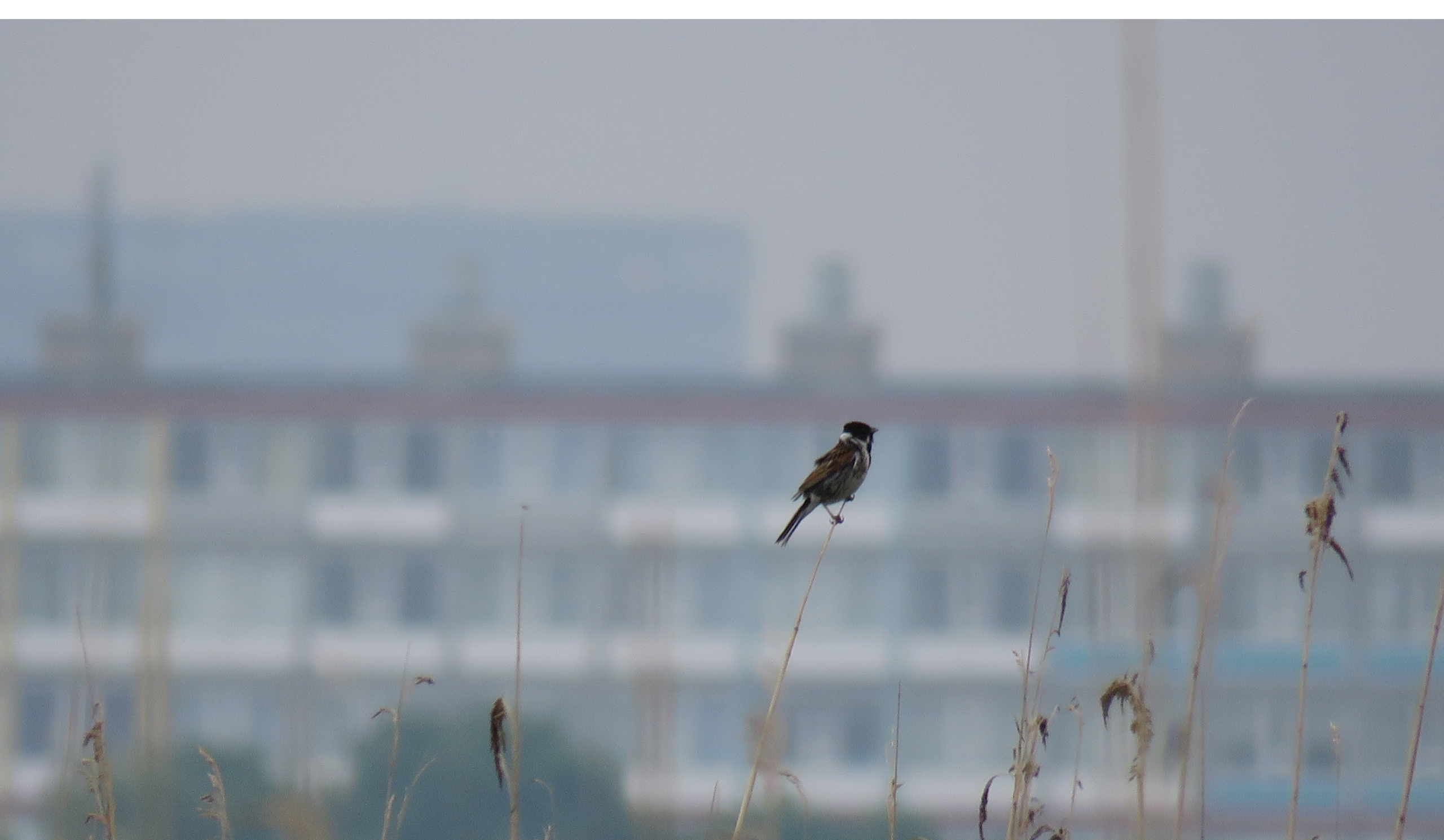 Een vogel zit op een rietstengel voor een vervaagd appartementengebouw.