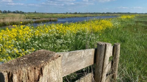 Houten hek, bloemen en rivier in groene weide onder blauwe lucht met wolken.
