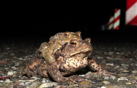Twee padden op een donkere, grindachtige weg, met reflecterende borden op de achtergrond.