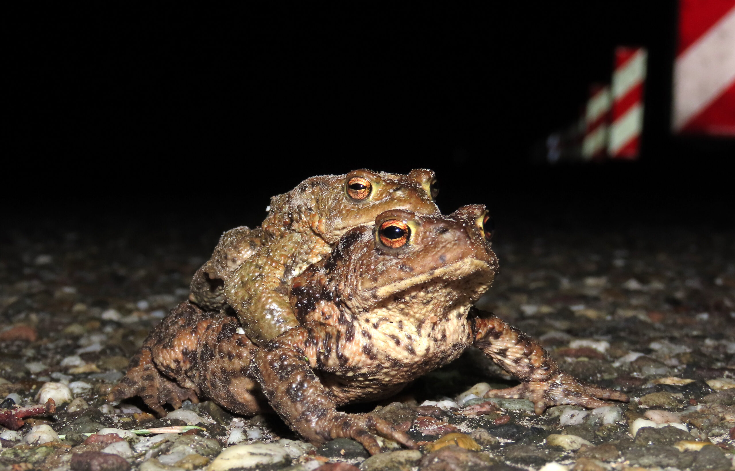 Twee padden op een donkere, grindachtige weg, met reflecterende borden op de achtergrond.