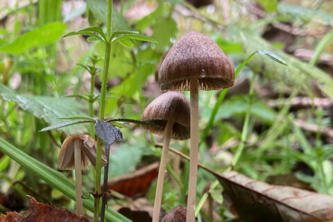 Bruine paddenstoelen groeien tussen groen gras en bladeren in een bosrijke omgeving.