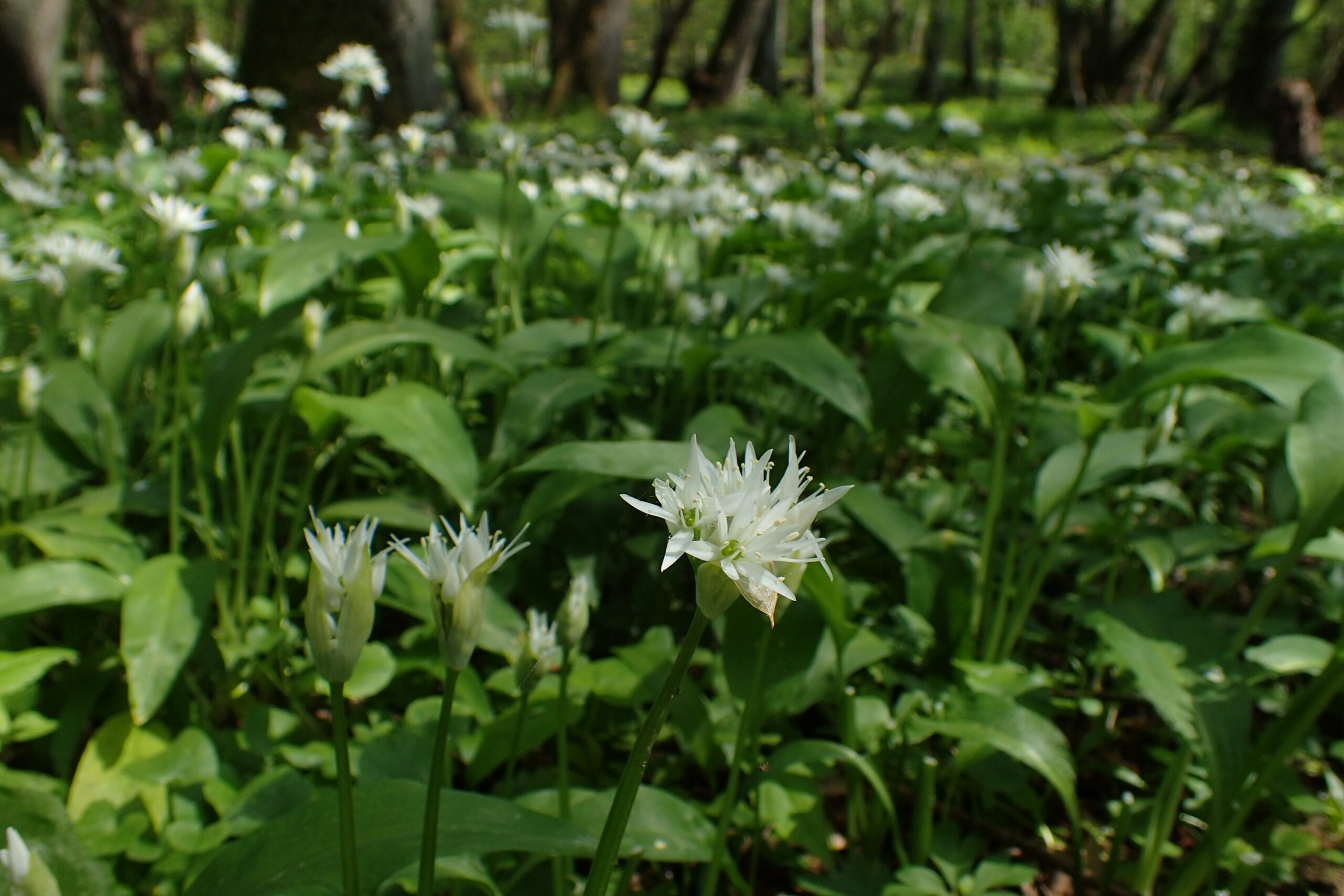 Witte bloemen tussen groene bladeren in een bosrijke omgeving.