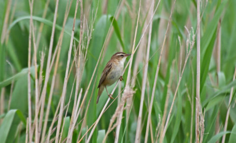 Kleine vogel zit tussen groene en bruine rietstengels.