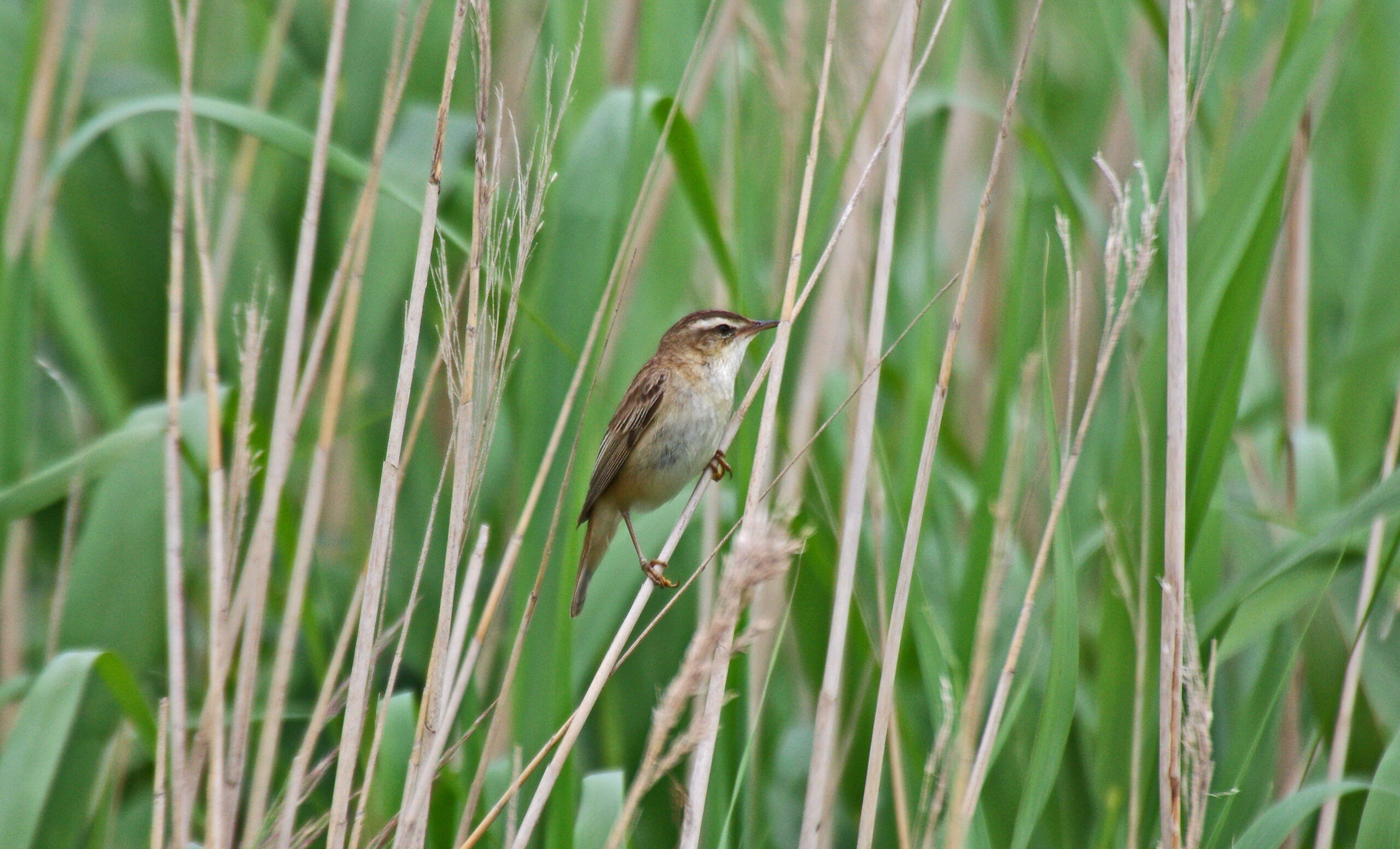 Kleine vogel zit tussen groene en bruine rietstengels.