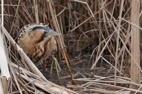 Rietzanger verschuilt zich tussen rietstengels in moerasachtig gebied.