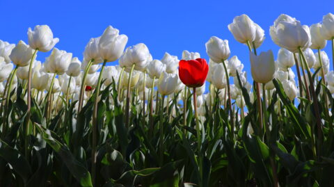 Een enkele rode tulp omringd door witte tulpen tegen een heldere blauwe lucht.