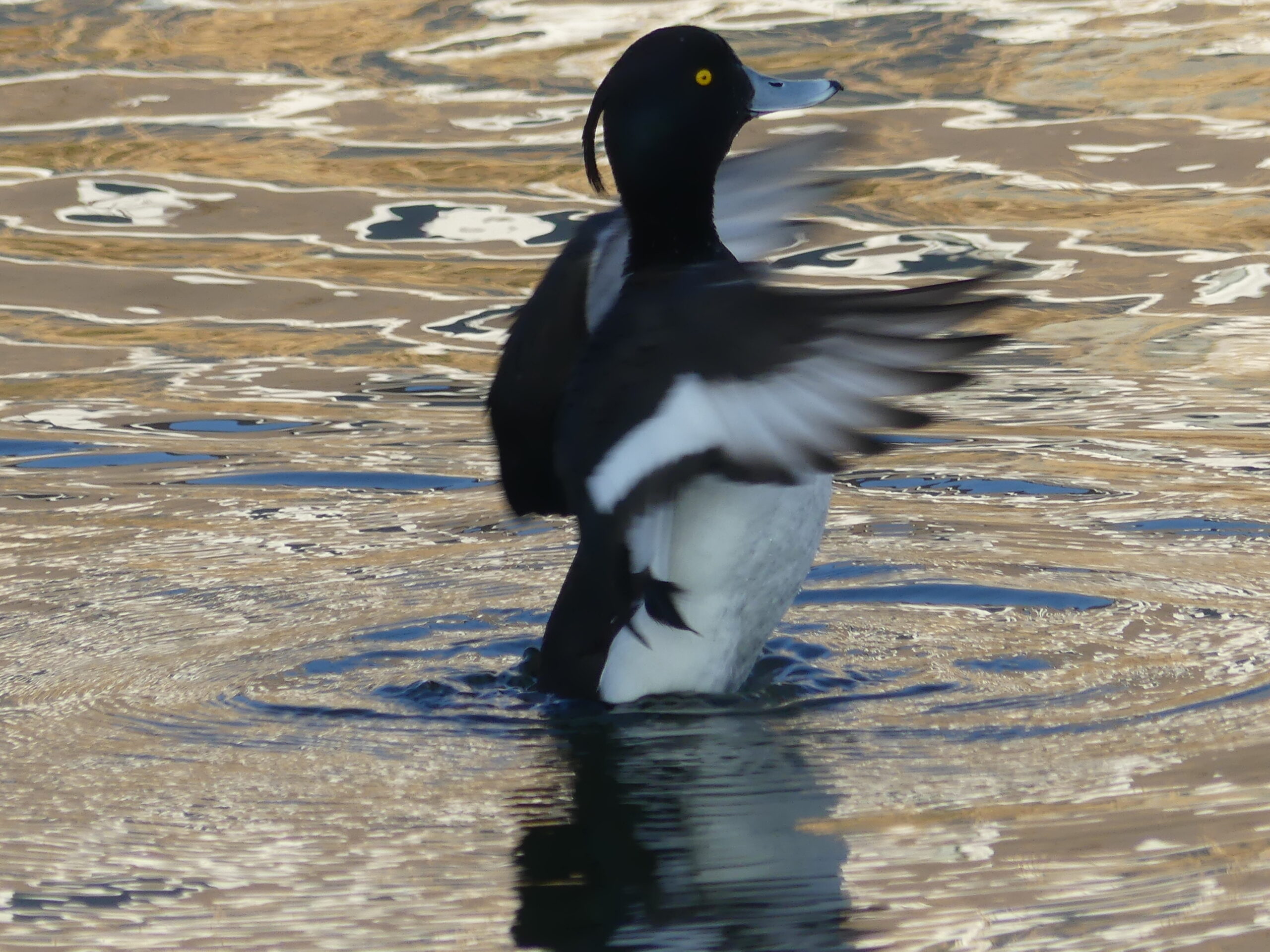 Eend met gele ogen fladdert in het water, met schitterende reflecties rondom.