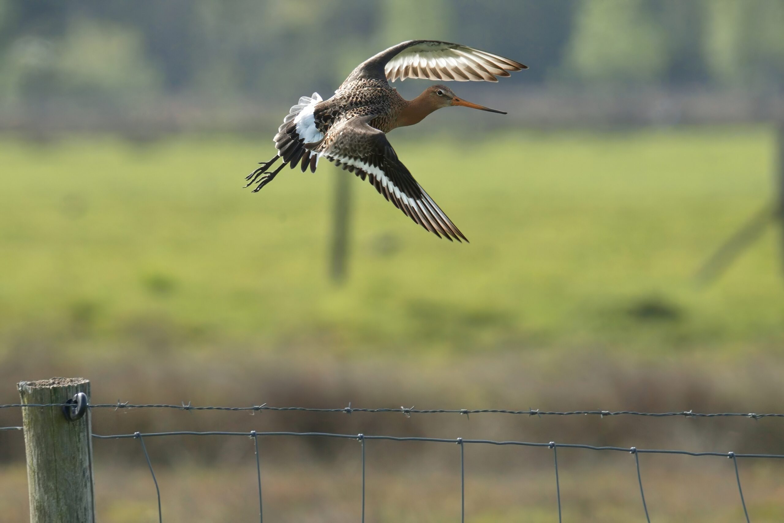 Een grutto in vlucht boven een weiland met hek op de voorgrond.
