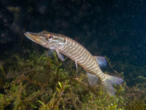 Een snoek in helder water, met opvallende strepen en een scherpe snuit op een donkere achtergrond.