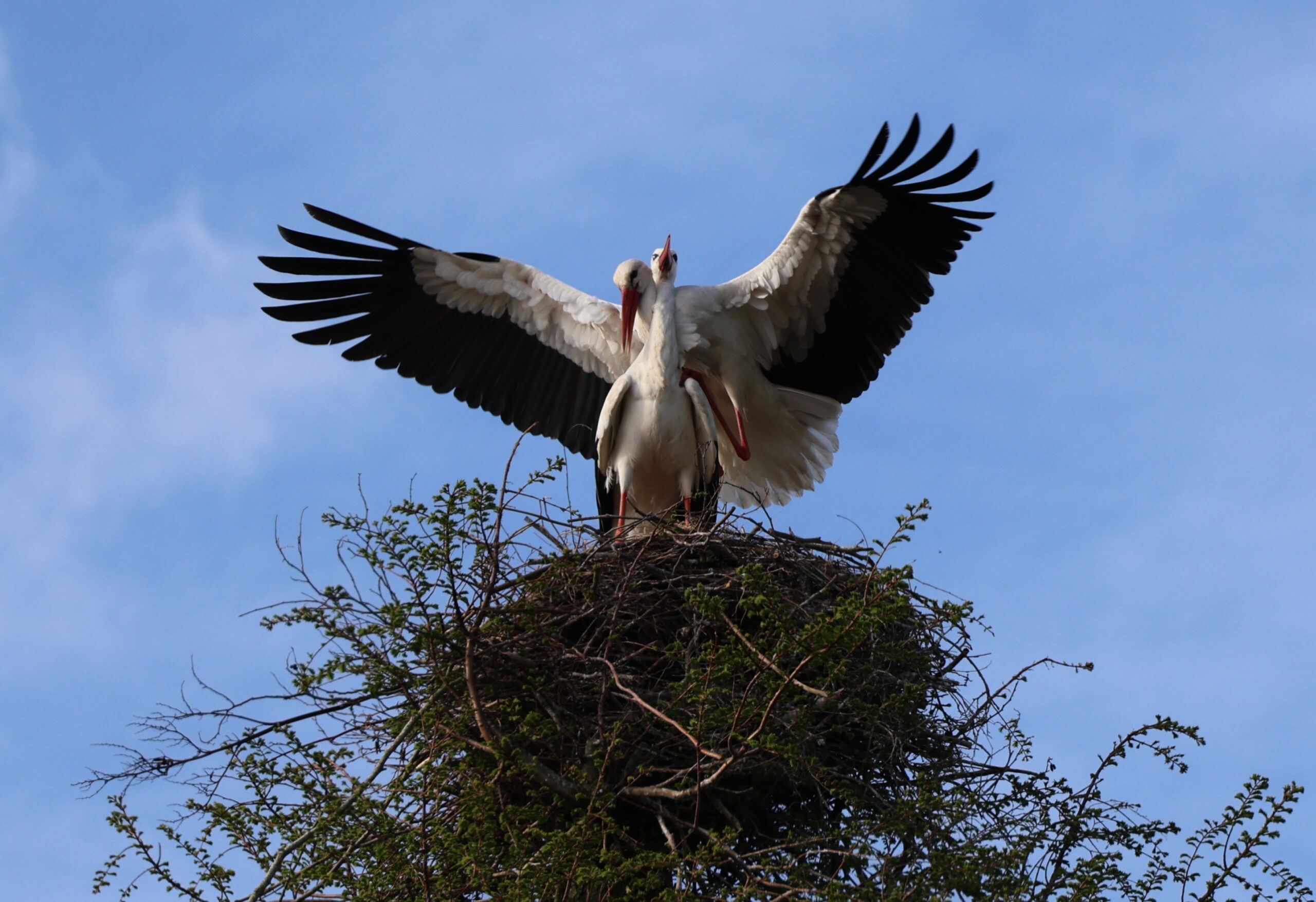 Twee ooievaars in een nest, één met gespreide vleugels, op een heldere dag.