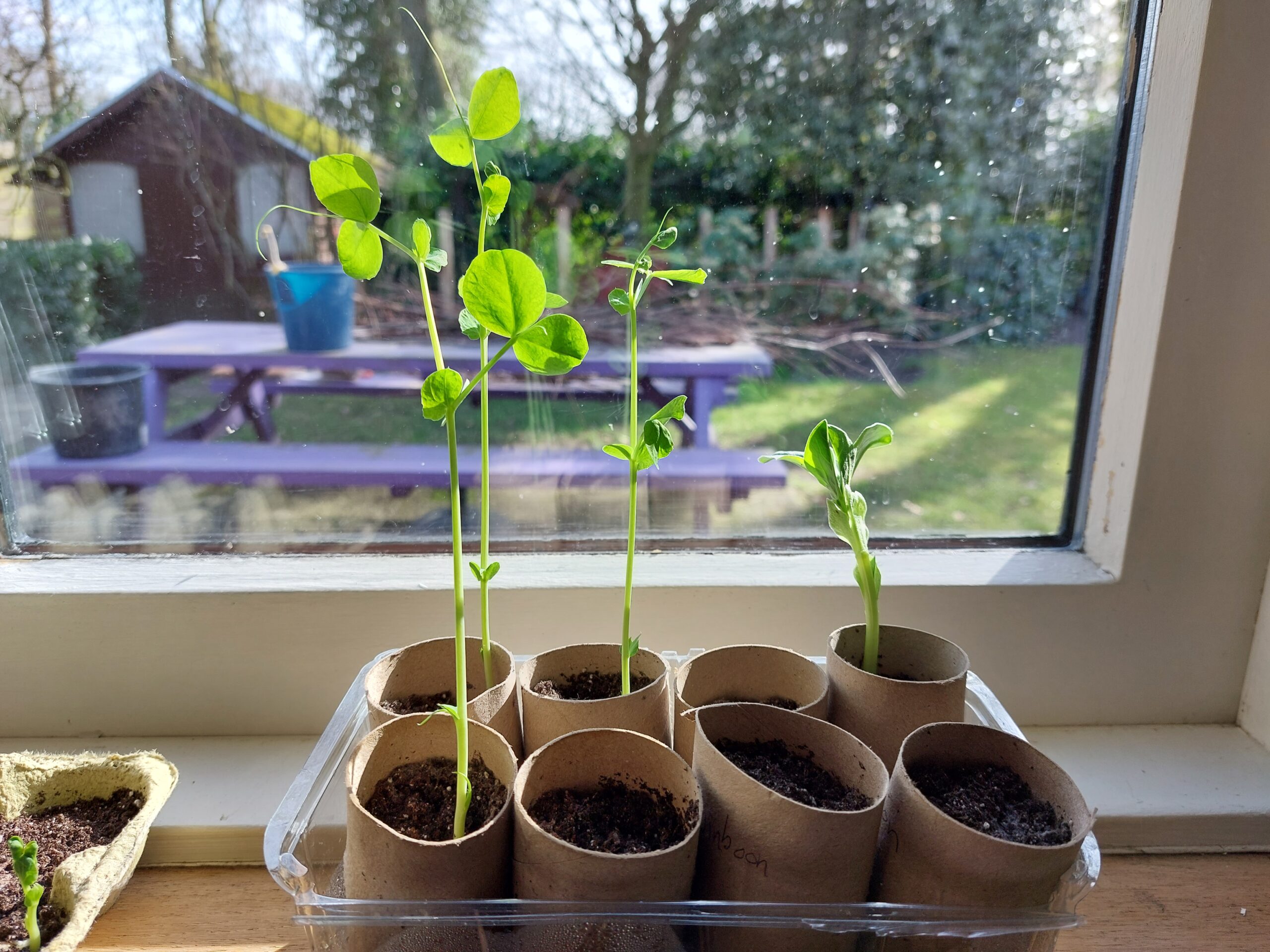 Jonge planten groeien in kartonnen potjes op een vensterbank, met een tuin en schuur op de achtergrond.